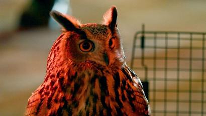 Bild: Edmund Berry/EspressoBird/dpa
Ein Uhu sitzt auf der New Yorker Fifth Avenue.