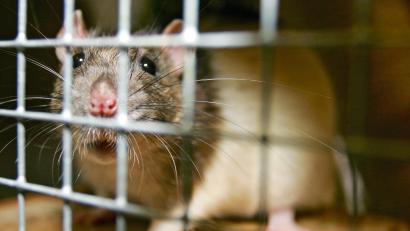 Symbolbild: Ronald Wittek/dpa
Die geretteten Ratten sollen bundesweit an Pflegestellen oder Tierliebhaber vermittelt werden.