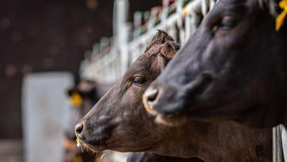 Symbolbild: Guido Kirchner/dpa
Der Green Deal der EU könnte erhebliche Auswirkungen auf Landwirtschaft und Verbraucher haben. Die Preise für Rindfleisch könnten um bis zu 50 Prozent steigen, die Preise für Milch bis zu 30 Prozent.