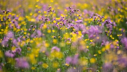 Symbolbild: Sven Hoppe/dpa
Bei der Wiesenmeisterschaft werden artenreiche Flächen wie diese gesucht und ausgezeichnet.