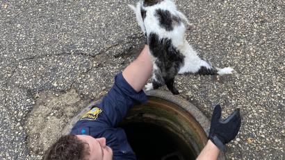 Bild: Polizeiinspektion Sulzbach-Rosenberg
Gerettet! Polizeiobermeister Janos Schneck holt eine verängstigte Katze aus einem engen Kanalrohr in Sulzbach-Rosenberg.
