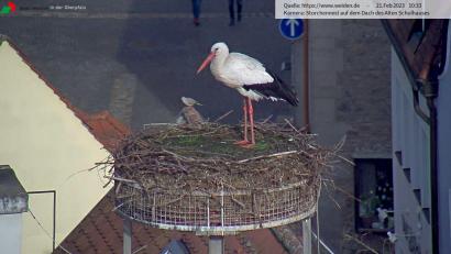 Screenshot: Webcam Stadt Weiden
Am 21. Februar ließ sich der Storch in Weiden blicken. Bleibt er auch?