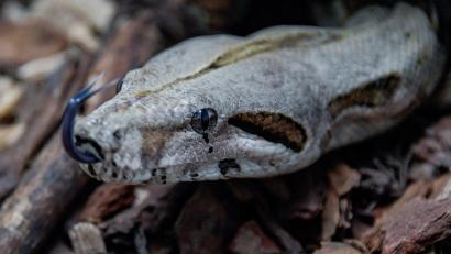 Symbolbild: Axel Heimken
Der Mann hielt auch eine Boa Constrictor.