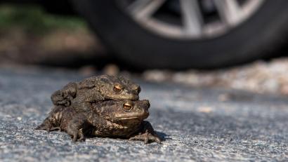 Bild: Daniel Bockwoldt/dpa
Ein Kröten-Pärchen sitzt auf einer Straße vor einem Autoreifen. Trotz der aktuell teilweise zweistelligen Temperaturen in Hamburg, sind die Kröten in der Stadt noch nicht unterwegs.