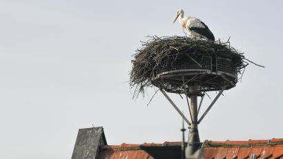 Bild: Gabi Schönberger
In Neustadt ist der Storch auf dem Landratsamt gelandet