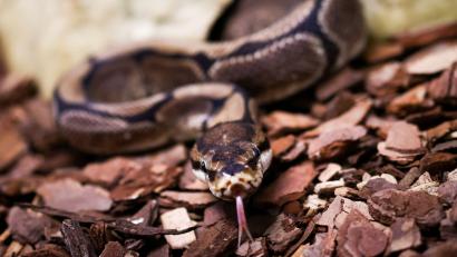 Symbolbild: Christian Charisius
Ein Mann hat rund 140 Schlangen und weitere Reptilien illegal gehalten. Die Haltungsbedingungen haben gegen den Tierschutz verstoßen.