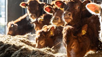 Symbolbild: Silas Stein
Immer mehr Landwirte verändern die Haltungsform.