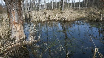 Bild: Gabi Schönberger
Entlang des Sauerbachs zwischen Schätzlerbad und Moosfurt gelang es in den vergangenen Jahren, größere Moorflächen wieder zu durchfeuchten. Auch der Biber hat in diesem Bereich seinen Teil dazu beigetragen.