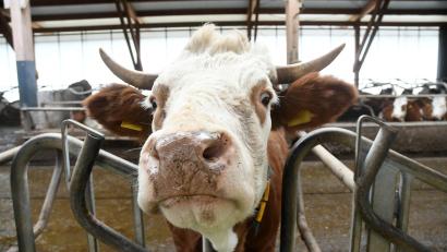 Bild: Gabi Schönberger
Eine muntere Kuh aus dem Stall von Adreas Giedl begrüßt die Gäste.