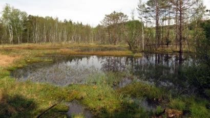 Archivbild: Götz
Trockengelegte Moore sollen möglichst renaturiert werden.