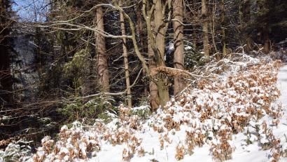 Bild: bkr
So üppig wie auf unserem Bild zu sehen ist, sollten junge Buchen unter ausgewachsenen Buchen auf dem Tannenberg stehen. Doch dem ist nicht so, weil die jungen Keimlinge eine Leibspeise der Rehe sind.
