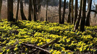Bild: do
Frühlingsrauschen im Bruchwald an der Creußen.