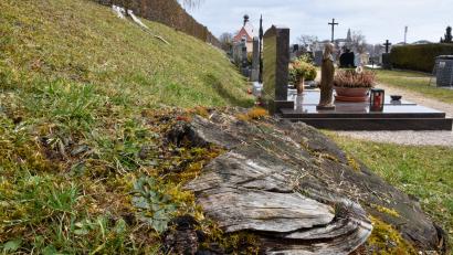Bild: Stephan Huber
Die Ortsgruppe Amberg-Kümmersbruck des Bunds Naturschutz traf sich am Katharinenfriedhof in Amberg. Im Bild die Böschung von der Aussegnungshalle zur Kirche hin, die in einem Zug wieder mit Bäumen bepflanzt werde soll, um mehr Schattenspender zu haben und auch um ein einheitliches Bild auf dem Gelände zu ermöglichen