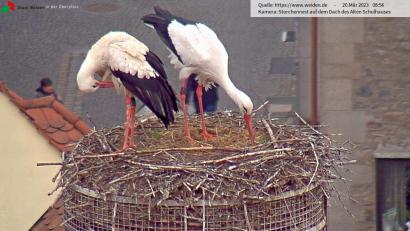 Screenshot: Webcam Stadt Weiden
Im Weidener Storchennest herrscht seit Samstag wieder traute Zweisamkeit.