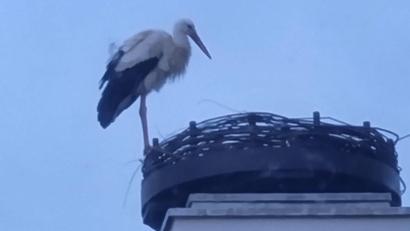 Bild: Eva Bogner
Der Storch ist da: Kaum war die Nisthilfe auf dem Bootshaus montiert, hat sich der Storch die mögliche Behausung schon angesehen.
