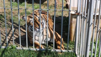 Bild: exb/Polizei Vohenstrauß
Vorübergehend lebten sechs sibirische Tiger im Gut Aiderbichl in Eslarn. Sie waren samt Dompteur dorthin gebracht worden.
