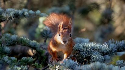 Bild: Sonja Kreil/exb
Auch im Landkreis Schwandorf werden Daten über Eichhörnchen gesammelt.