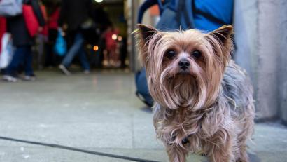 Symbolbild: Sven Hoppe/dpa
Das Kind war mit dem Yorkshire-Terrier in Essenbach nördlich von Landshut spazieren gegangen, hatte aber offenbar keine Lust darauf.
