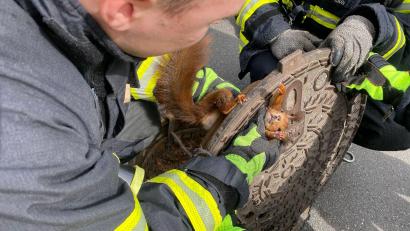 Bild: Feuerwehr Dortmund
Feuerwehrmänner haben den Gullydeckel angehoben und befreien ein Eichhörnchen