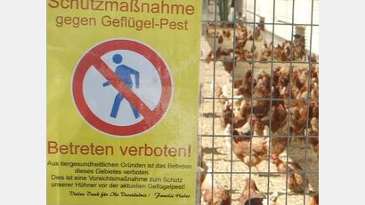 Symbolbild: Achim Scheidemann/dpa
Die Neusorger Kleintierzüchter diskutierten in der Jahreshauptversammlung über die Maßnahmen zur Geflügelpest.