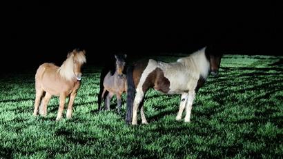 Bild: Polizeiinspektion Neunburg/exb
Dieses Trio bescherte den Neunburger Polizisten jede Menge Arbeit.
