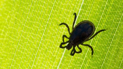 Archivbild: Patrick Pleul/dpa
Eine Zecke sitzt auf einem Blatt in einem Garten. Die kleinen Tiere können gefährlich werden.