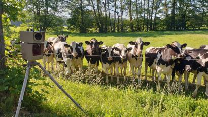 Symbolbild:  Polizei Bielefeld/dpa
Kühe beäugen eine Radarkontrolle. Auch 2023 wird es in Bayern einen Blitzmarathon geben.