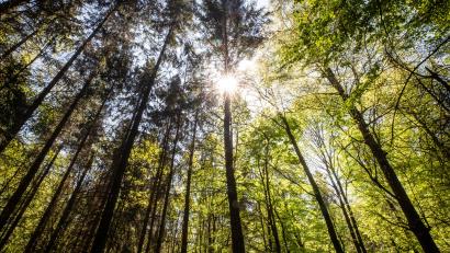 Symbolbild: Christoph Schmidt /dpa
Ein als Baum verkleideter Mann hat in Ingolstadt eine Fahrradfahrerin erschreckt.