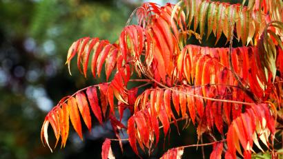 Symbolbild: Horst Ossinger/dpa
Laut einer Neustädterin soll ein Essigbaum als Naturdenkmal gekennzeichnet gewesen sein.