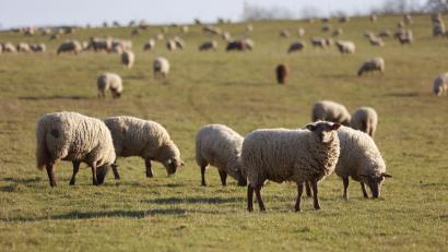 Bild: Matthias Bein/dpa/Symbolbild
Eine Schafherde grast im Sonnenlicht auf einer Wiese.