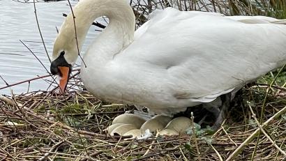 Bild: Andreas Royer
Die Schwäne im Sulzbach-Rosenberger Stadtpark pflegen ein Gelege mit insgesamt acht Eiern.