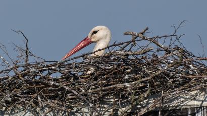 Bild: Roland Bönisch/exb
Immer besetzt ist inzwischen der mit Gras ausgekleidete Horst auf dem früheren Kamin des Anwesens am Rotter-Areal. Es ist nicht erkennbar, ob das Storchenweibchen noch bei der Eiablage ist oder bereits das Gelege bebrütet.