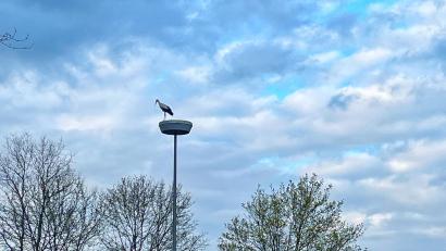 Bild: Ferdinand Sperber/exb
Der Weißstorch in Waldsassen hat sich die Straßenlaterne in der Karolinenstraße an der Einmündung zur Pfaffenreuther Straße als Lande- und Aussichtspunkt ausgesucht – in Sichtweite seines Horstes Am Hamannsgarten.