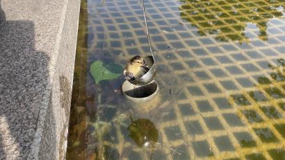 Bild: Feuerwehr Frankfurt am Main
Die Feuerwehr hat eine Suppenkelle umfunktioniert und damit Entenküken aus einem Rohr gerettet.