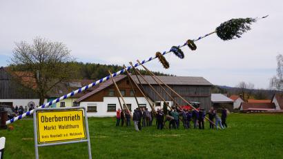Bild: fvo
Bernriether Feuerwehrmänner stellen Maibaum in Oberbernrieth auf
