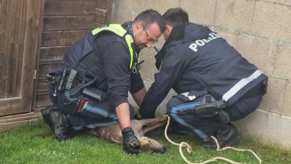 Bild: Polizeiinspektion Sulzbach-Rosenberg
Polizeioberkommissar Tobias Kellner (links) und Polizeiobermeister Kevin Plach nehmen den "lauthals bellenden" Rehbock fest, indem sie ihm Fußfesseln anlegen.