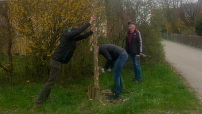 Bild: dob
Dieter Mittelmeier, Rudi Loth und Karl Nößner (von links) stellen im Baugebiet „Breite Wiesen“ den nach eigener Aussage "nachhaltigsten Maibaum" auf.
