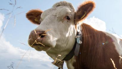 Symbolbild: Matthias Balk/dpa
Eine Kuh ist nach dem nächtlichen Ausflug der Herde im Landkreis Schwandorf noch immer vermisst.