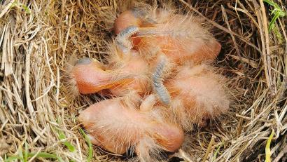 Bild: -/Berufsfeuerwehr München/dpa
Mehrere Amselbabys liegen allein in einem Nest in München.