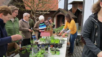 Bild: ela
Die Pflanzentauschbörse in Etzenricht ist gut besucht.