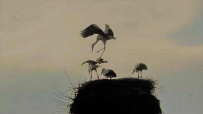 Symbolbild: gz
Störche im Nest.