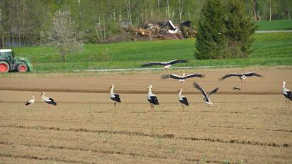 Bild: dob
Auf einem Feld bei Fiedlbühl tauchte eine Storcheninvasion bei landwirtschaftlichen Arbeiten auf. Der reichlich gedeckte Tisch hat sich anscheinend in der Storchenschar schnell herumgesprochen.