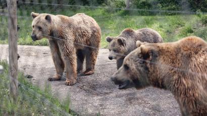 Bild: Uwe Lein/dpa
Bären im eingezäunten Gnadenhof in Bad Füssing.