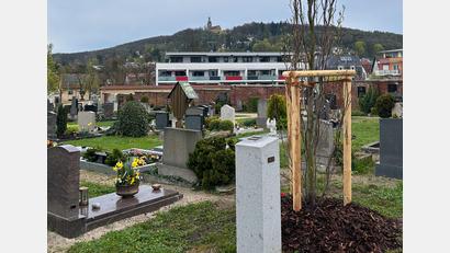 Bild: Bernd Müller, Stadt Amberg/exb
So sieht ein Urnenbaum aus.