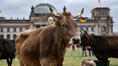 Bild: Paul Zinken/dpa
Protest-Aktion vor dem Reichstag. Immer weniger Rinder habe Zugang zu einer Weide. Darauf machen Greenpeace und die Arbeitsgemeinschaft bäuerliche Landwirtschaft aufmerksam.