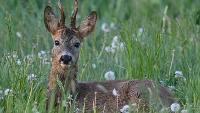 Symbolbild: Patrick Pleul/dpa
Im Wald bei der Asphaltkapelle in Etsdorf sind derzeit offensichtlich Wilderer aktiv: Das teilt die Amberger Polizei mit. Spuren an einem Reh, das dort tot gefunden wurde, belegen das.