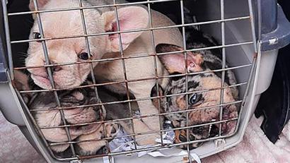 Bild: dpa/Bundespolizeiinspektion Freilassing
Dieses von der Bundespolizei zur Verfügung gestellte Foto zeigt Hundewelpen in einer Box im Kofferraum eines Wagens. Bei einer Grenzkontrolle in Oberbayern haben Beamte der Bundespolizei neun verängstigte Hundewelpen ohne Papiere gefunden. Die Tiere befanden sich im Kofferraum des kontrollierten Wagens mit ungarischem Kennzeichen, wie die Behörde mitteilte.