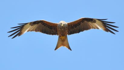 Symbolbild: VDN Fotoportal Siegfried A. Walter
So sieht ein Rotmilan aus.