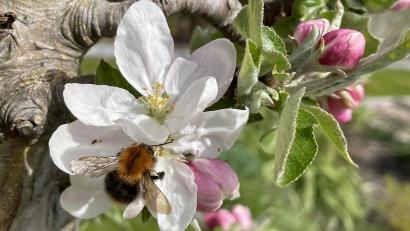 Bild: David Frahnow/exb
Die Apfelblüte zeigt auf der Vegetationsuhr den Beginn des vollen Frühlings an. In diesem Jahr war das in der nördliche Oberpfalz der 7. Mai.