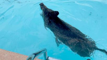 Bild: Polizei Märkisch Oderland/dpa
Abkühlung vonnöten: Ein Wildschwein schwimmt in einem Swimmingpool.